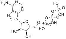 三磷酸腺苷
