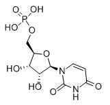 尿苷酸