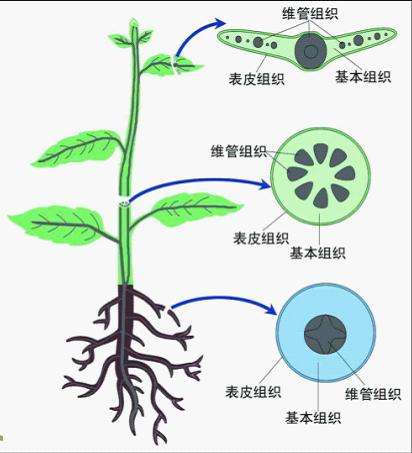 植物组织养分含量速测（二）