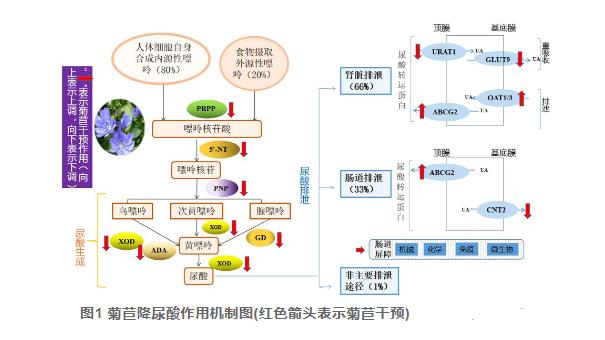 菊苣化学成分及其防治尿酸相关代谢性疾病研究进展（二）