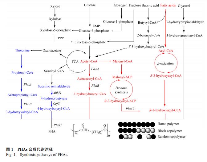 微生物发酵法破费聚羟基脂肪酸酯的钻研妨碍 （一）