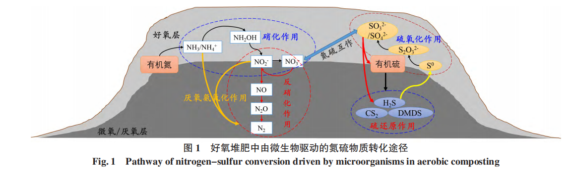 好氧堆肥中由微生物驱动的氮硫物资转化道路