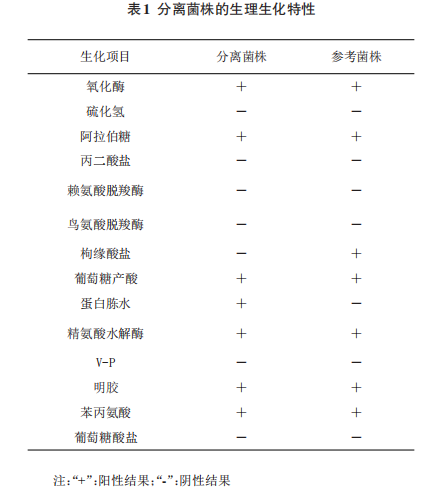  罗氏沼虾豚鼠气单胞菌的分离鉴定（二）