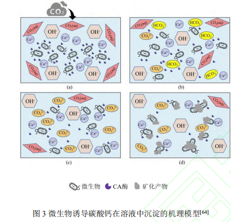 微生物诱导碳酸钙在溶液中积淀的机理模子