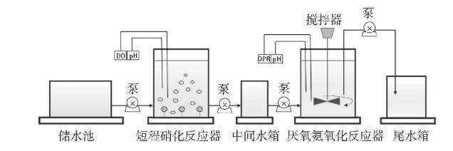 图1 短程硝化-厌氧氨氧化系统示意 