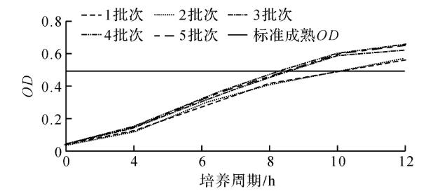 图1 三级种子OD生长曲线图