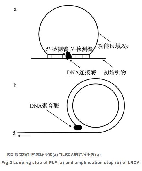 滚环扩增原理动画图片