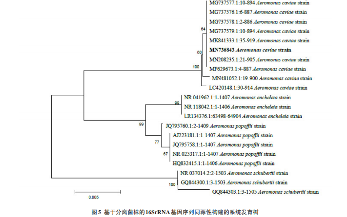 基于分说菌株的分断16SrRNA基因序列同源性构建的零星发育树