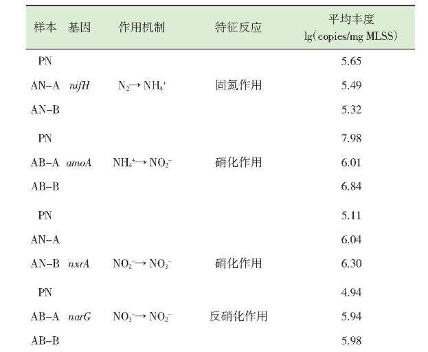 表4 反应器污泥中氮循环功能基因丰度