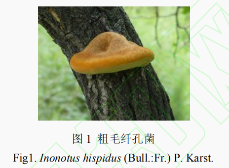 桑黄粗毛纤孔菌化学成分与药理作用研究进展一